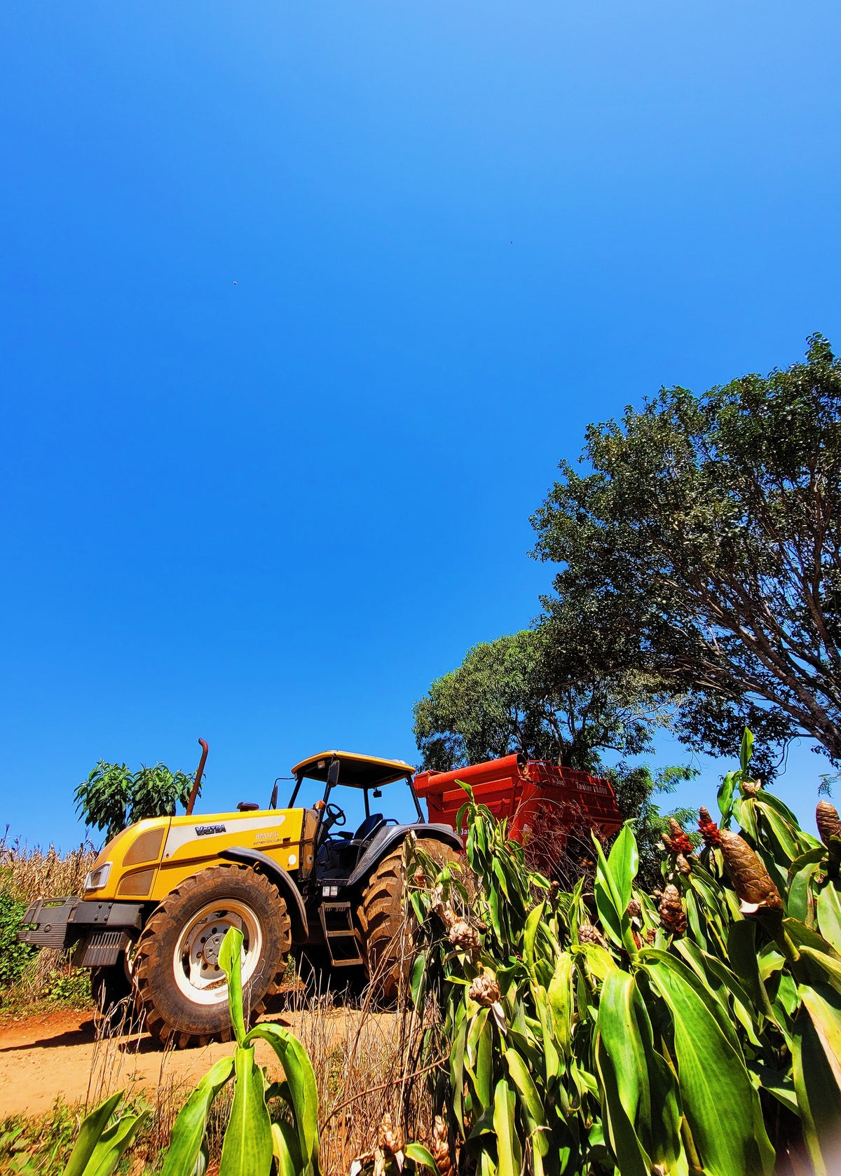Tractor in a field with a clear blue sky
